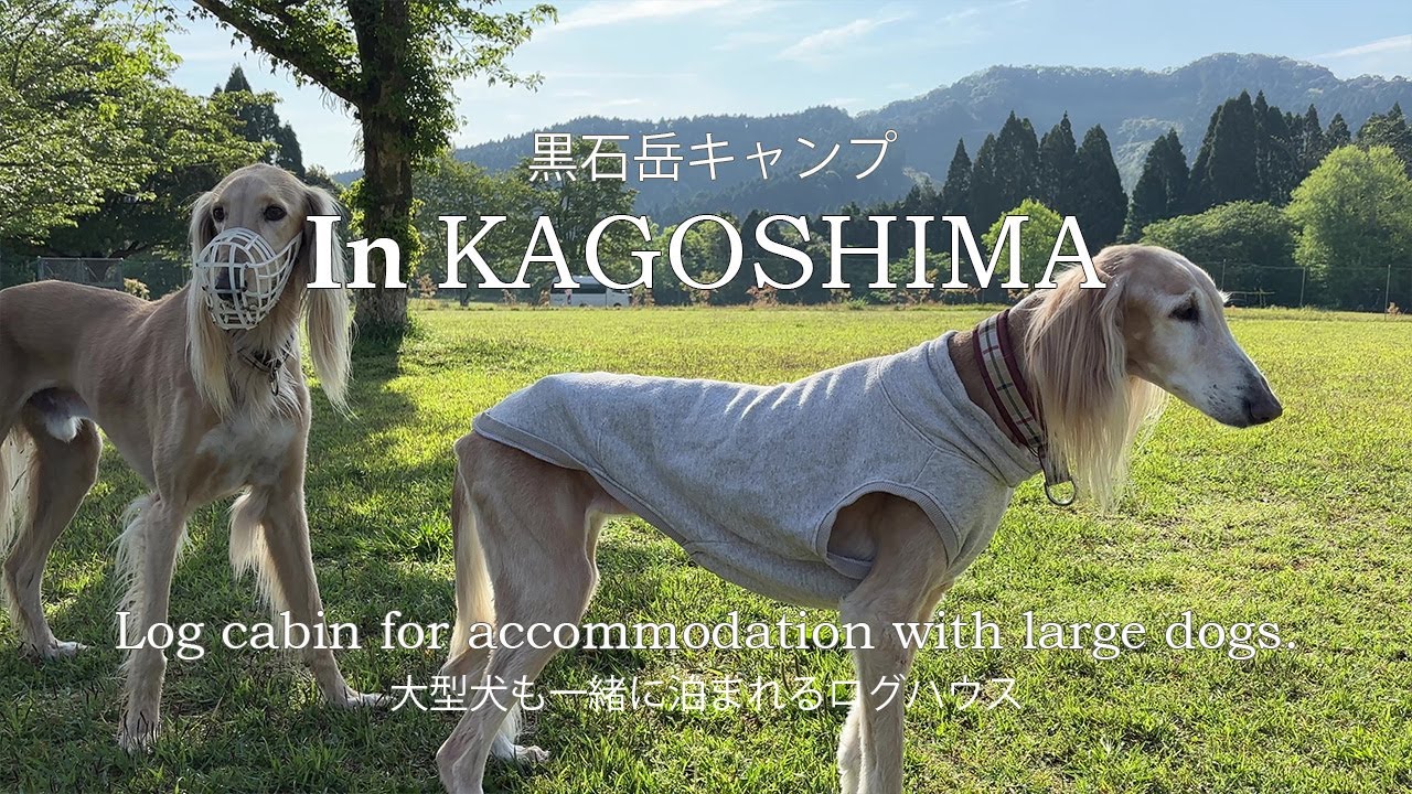 【鹿児島旅行Vlog - 大型犬も泊まれるログハウス】黒石岳キャンプ場 #鹿児島 #黒石岳森林公園キャンプ場  #和気神社 #霧島神宮　#国宝 #旅行 #japan