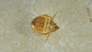 Bedbugs are getting worse in Denver