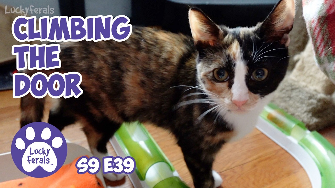 Перелезая через дверь, кровать для дикой кошки - Дни спасенного котенка 42-44 - Видеоблог о счаст...