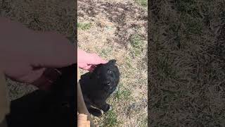 Klee, Kumo, Kipp, Kess #ruffstartrescue #adoptdontshop #puppies ruffstartrescue.org