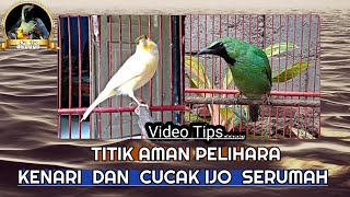 Titik aman pelihara kenari dan cucak ijo serumah