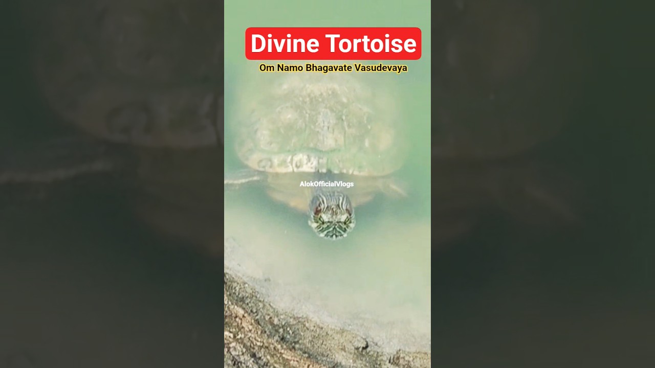 Divine Tortoise | Om Namo Bhagavate Vasudevaya 