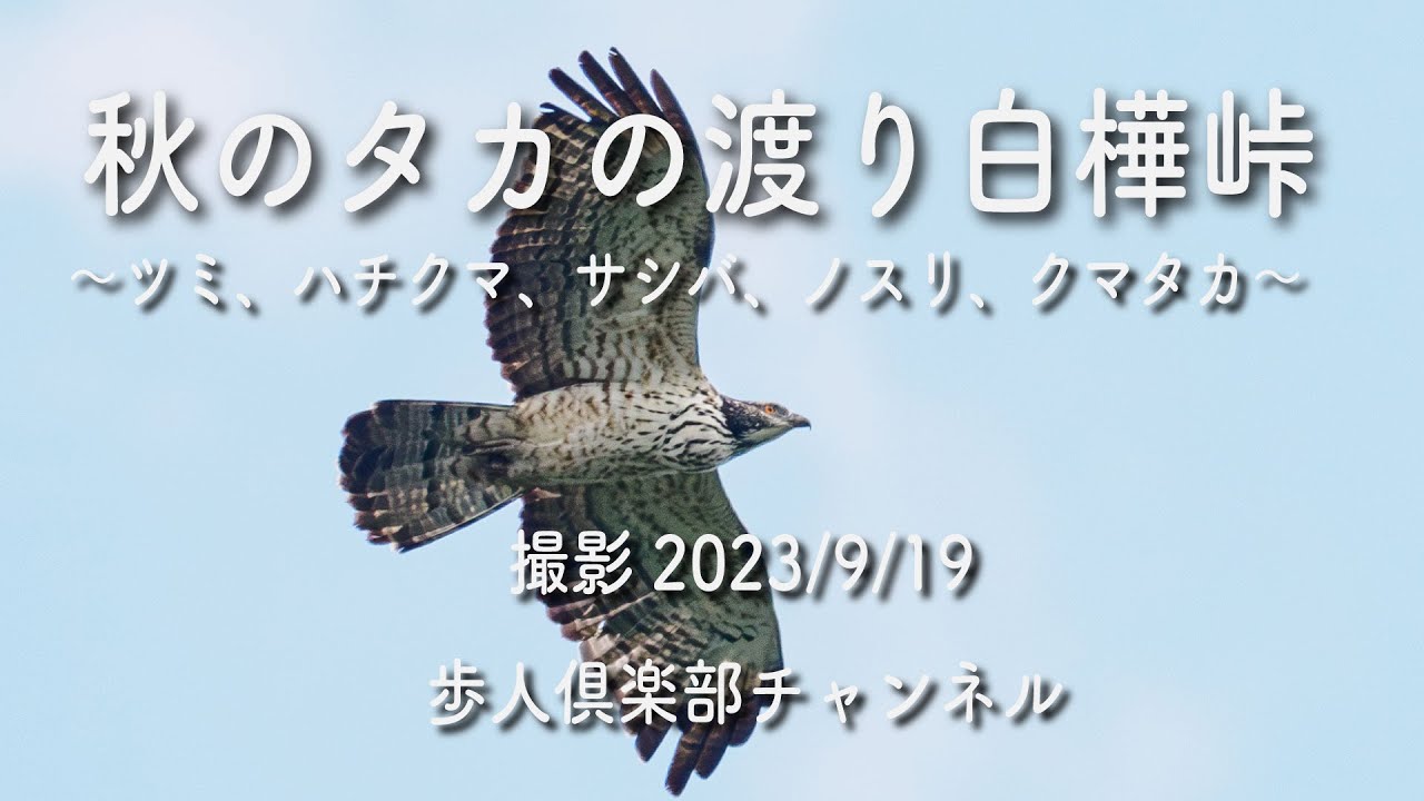 Autumn hawk migration at Shirakaba Pass, September 19, 2023. Honey