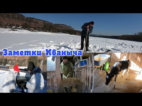 Вакцинируем коров - вспышка узелкового дерматита, долгожданные перемёты