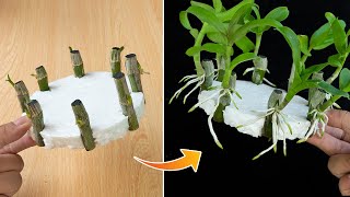 Revealing how to propagate orchids with water is easy, anyone can do it