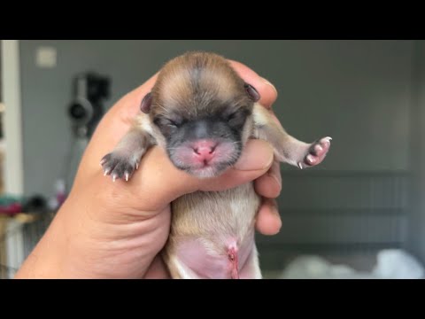 Video: Evcil Hayvan Tavşanlar Yeni Bir Eve Uyum Sağlamaya Nasıl Yardımcı Olur