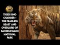 Untold Story of Tiger Charger - The Ancestor of All Tiger in  Bandhavgarh National Park In Hindi।