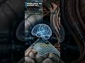 Three Brain Implant Paths. No Easy Winner. #Shorts