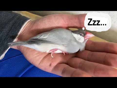 手の中でねっころがる灰文鳥【java sparrow】