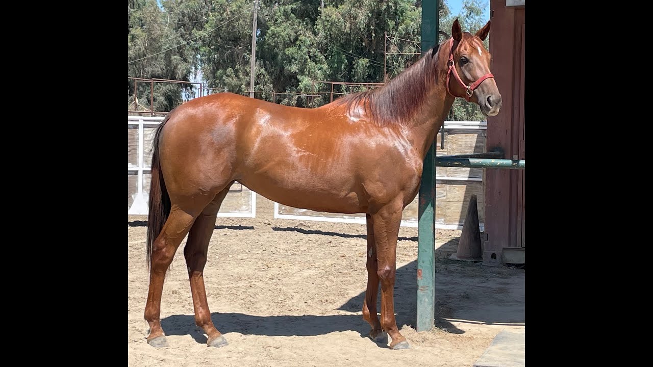 Our Kentucky Rose: Just days from Rosie’s return to racing. - YouTube