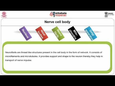 Structure and Function of Neurons