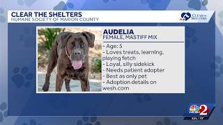 Clear the Shelters Meet Audelia at the Humane Society of Marion County
