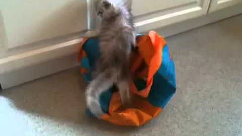 Watch the video about Chinchilla Persian Kitten Beau, 13 Weeks!