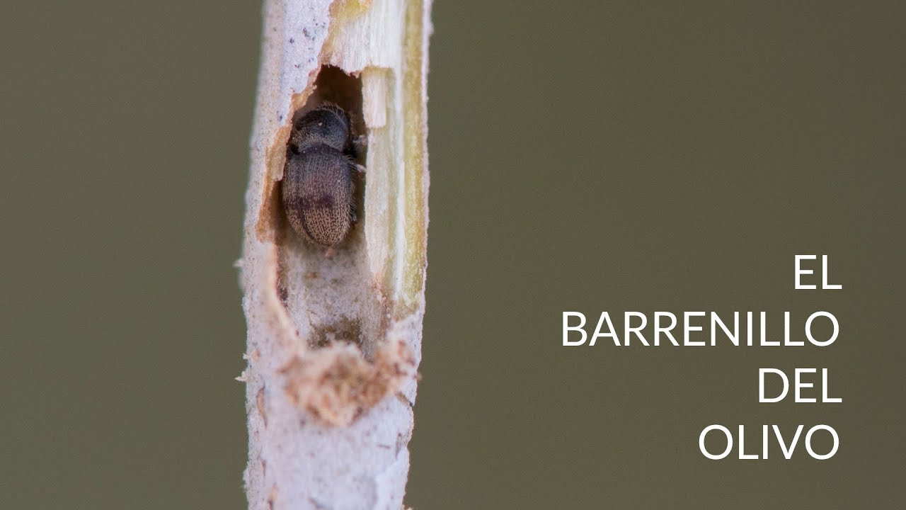 Barrenillo del olivo