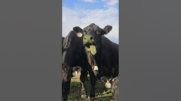Who is ready for more cow videos? Feeding my cows some vegan food.