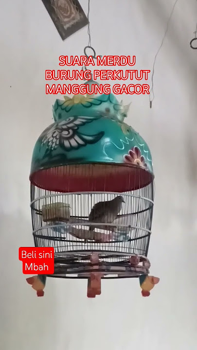 perkutut manggung gacor suara merdu #perkutut #gacor #masteran #pikat#suara#bunyi #birds #turtledove