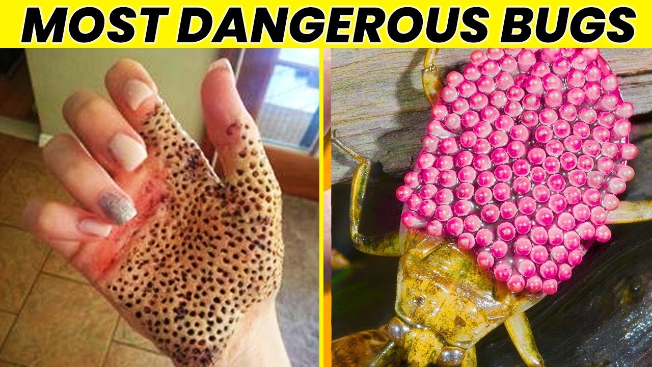 Dangerous Bugs That Can Kill Humans!!!😱🕷️ - YouTube