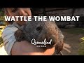 Meet Wattle the wombat at Australia Zoo