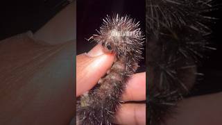 Giant Leopard Moth Caterpillar!!!