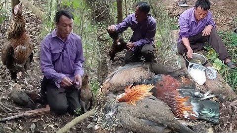 Hunting yos hav zoov cuab qhaub mag qaib qus zoo kawg