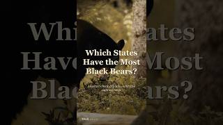 US States With the Most Black Bears · Huck #Shorts