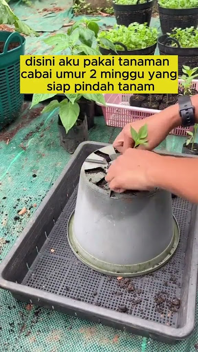 The latest way to plant chilies for abundant results