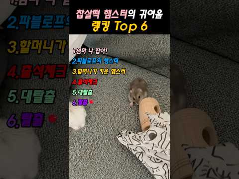 찹쌀떡 햄스터 귀여움 랭킹 TOP 6! 🥇 1위는 보는 순간!!!
