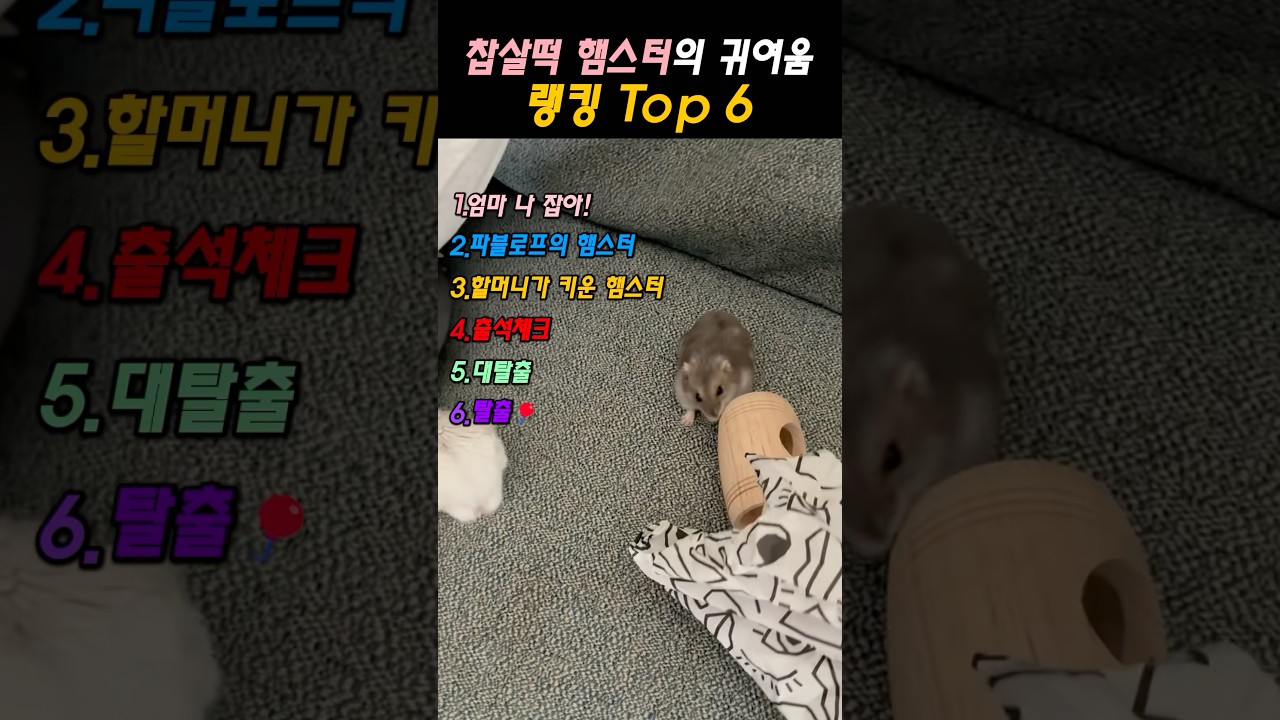 찹쌀떡 햄스터 귀여움 랭킹 TOP 6! 🥇 1위는 보는 순간!!!