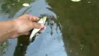 Chub release