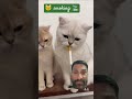 #cat #ekmotahathighumechala #comedyshorts #viralvideo #studywithmeandmyc #funny