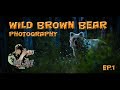 Photographing wild brown bears in Finland