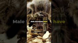 Tarantula Love Taps Very Cute