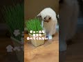 対策:猫草を食べてくれない？#shorts #ラグドール #猫 #布偶猫 #マカロンDaily