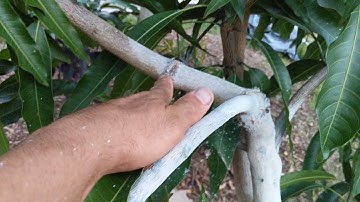 I girdled my mango tree and this is what happened!