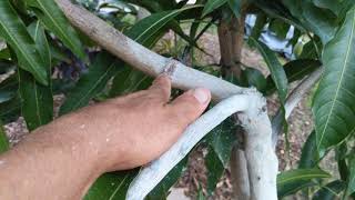 I Girdled My Mango Tree And This Is What Happened