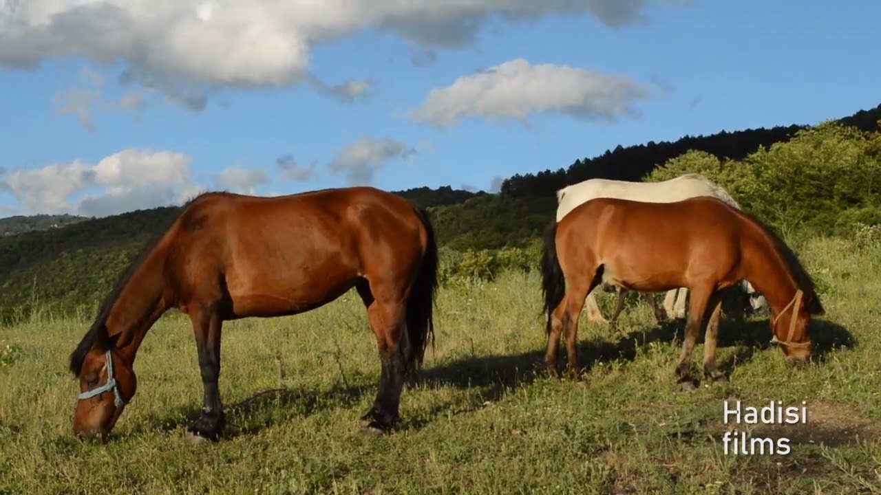 Kuajt dhe lopët ne kullosa     (HORSES IN THE MOUNTAIN)