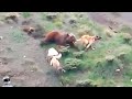 Медведь Против Волкодавов / Битвы Животных Снятые на Камеру