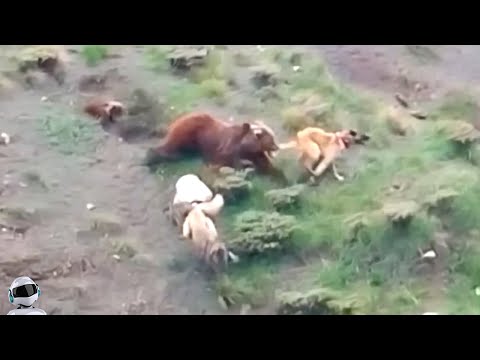 Видео: Медведь Против Волкодавов / Битвы Животных Снятые на Камеру
