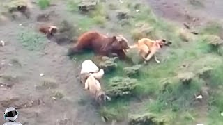 Медведь Против Волкодавов / Битвы Животных Снятые На Камеру