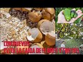 Como hacer potente abono orgnico para evitar la cada de flores y frutos