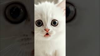 👠 Schuhe für das Kätzchen Kefir #aicatvideo #funny #kitten