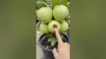 Easy And fast technique for grafting guava trees from guava fruit #growing #grafting #fruit
