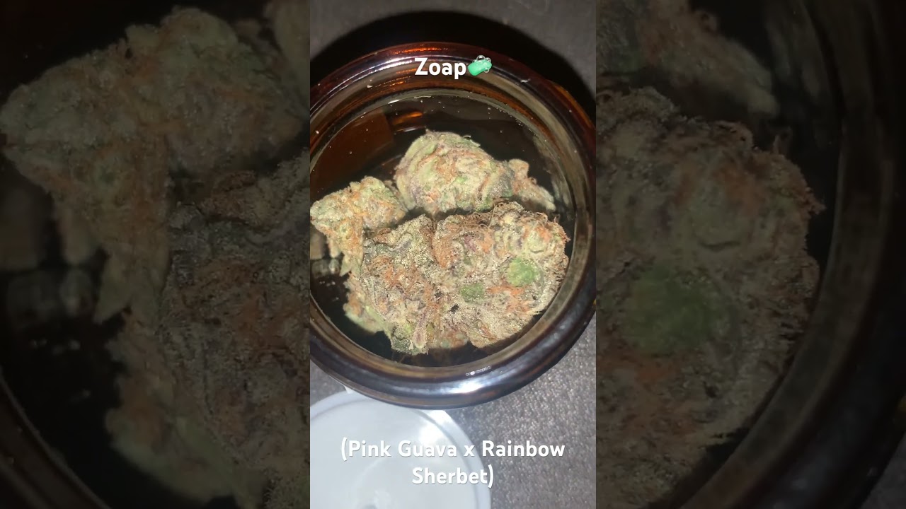 Zoap 🧼 (Pink Guava x Rainbow Sherbet x F2 Pheno 21)