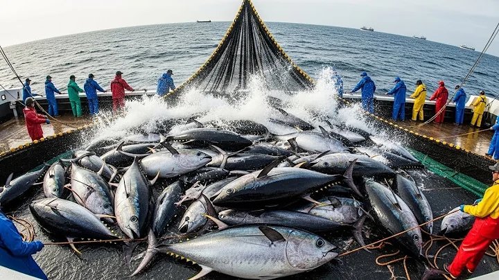 How Fishermen Catch 5 Tons of Bluefin Tuna in 72 Hours | The $2 Million Haul