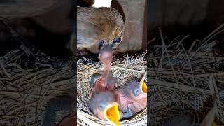 Robin Bird Parents Feeding Their Babies (p 1) #shorts