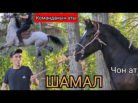 Video: Айнек аркылуу. 2-бөлүк. Сириус