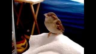 Muffin In The Middle 00089