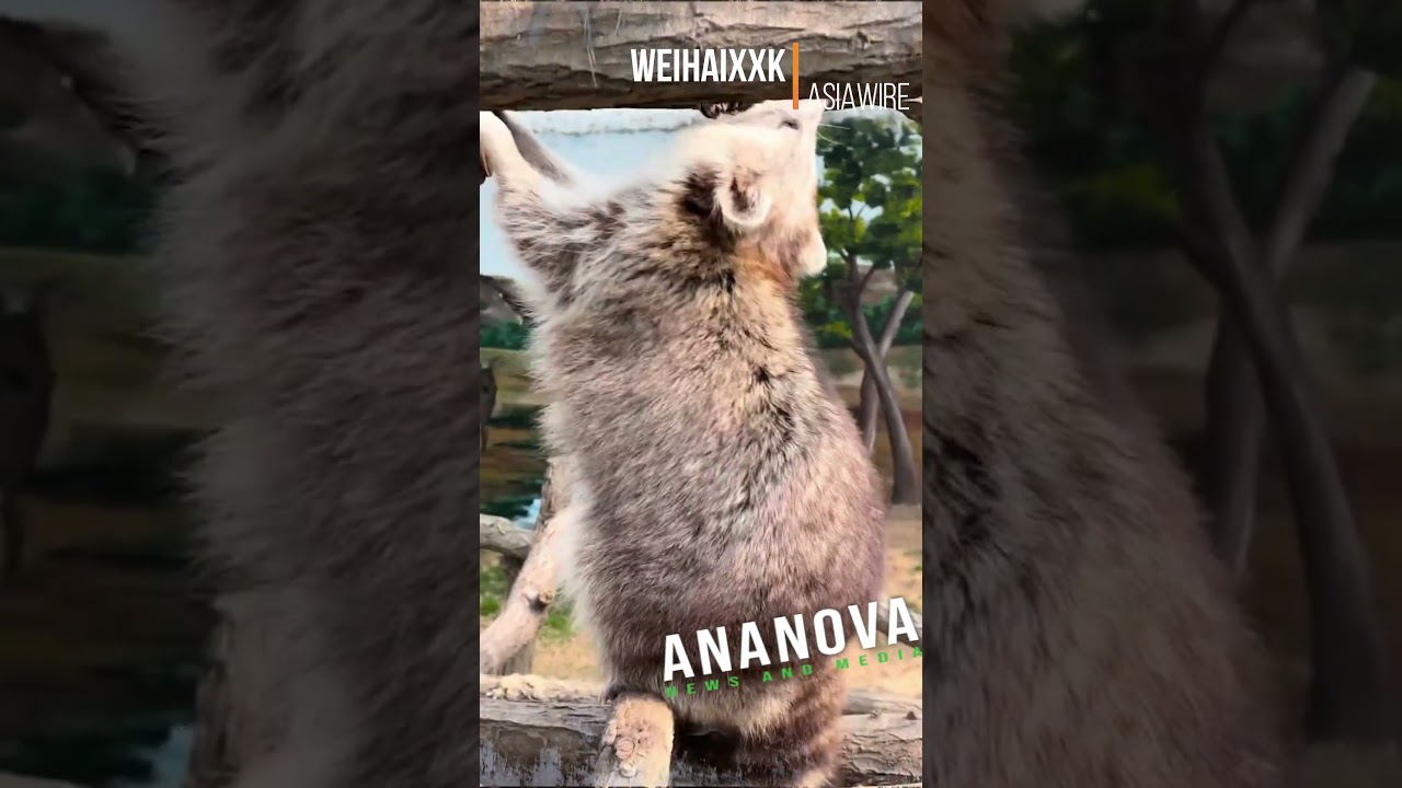 Zoo Gains Online Fame As Visitors Mock Chubby Wild Animals, Including Tigers And Crocodiles