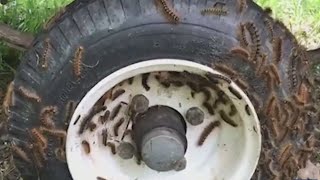 Environmentalists link virus to killing off Gypsy Moth, but stopping infestation will take time
