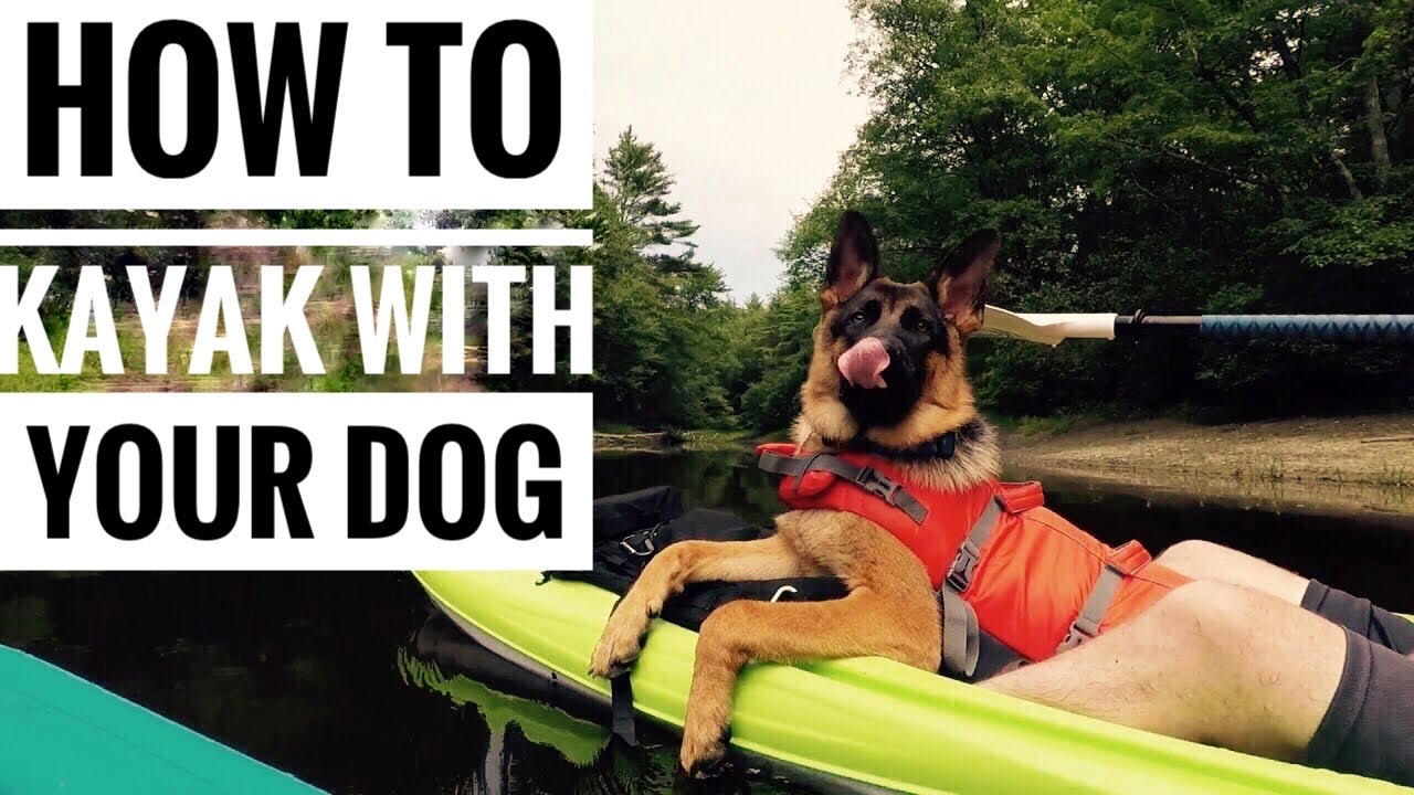 How To kayak with dog - YouTube